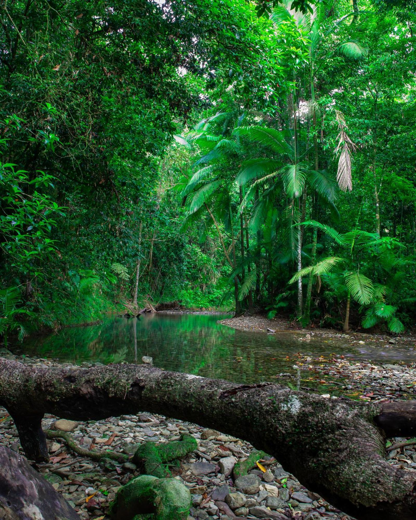 Heritage Lodge - In The Daintree Luaran gambar
