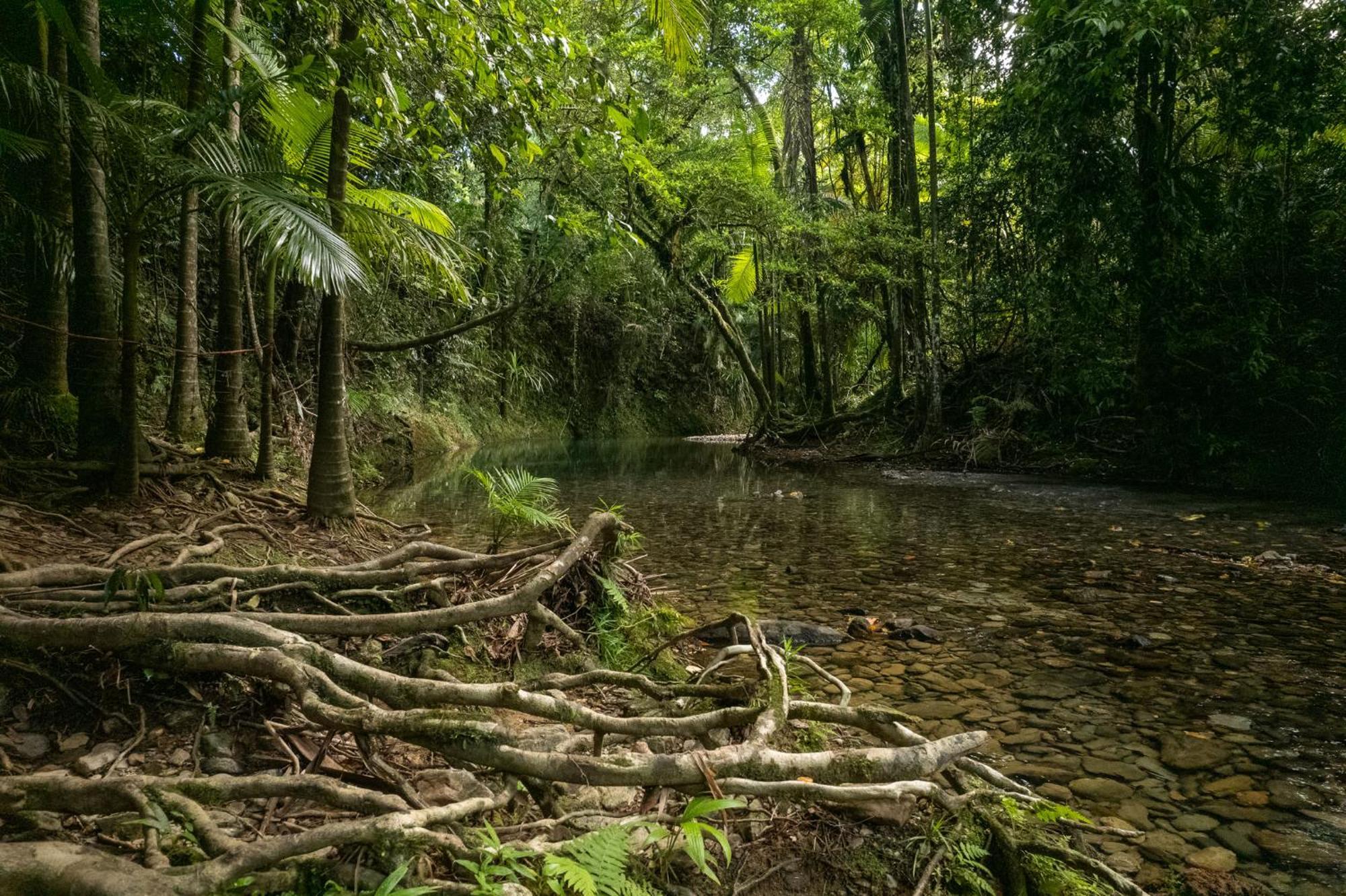 Heritage Lodge - In The Daintree Luaran gambar